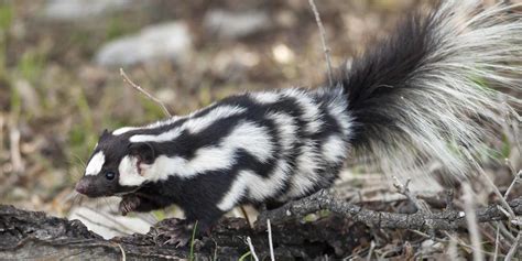 skunk in Malay .